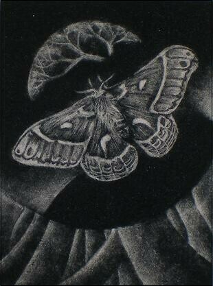 Silk Moth (Psyche's Muse)